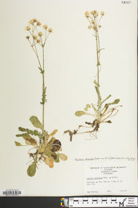 Packera obovata image