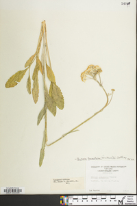 Packera tomentosa image