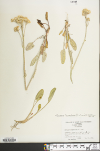 Packera tomentosa image