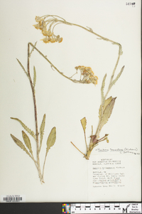 Packera tomentosa image