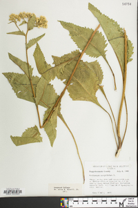 Parthenium integrifolium image