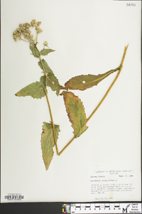 Parthenium integrifolium image