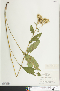 Parthenium integrifolium image