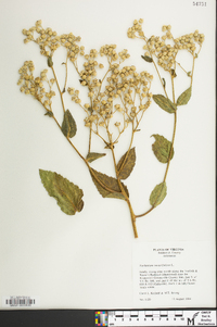 Parthenium integrifolium image