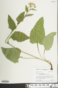 Parthenium auriculatum image