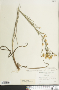 Pityopsis aspera var. adenolepis image