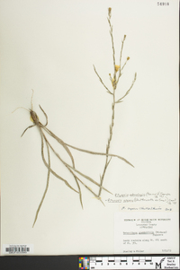 Pityopsis aspera image