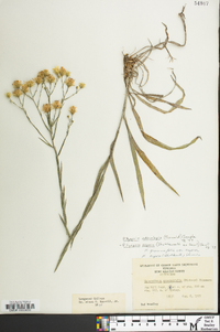 Pityopsis aspera var. adenolepis image