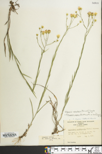 Pityopsis aspera var. adenolepis image