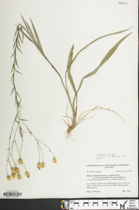 Pityopsis aspera image