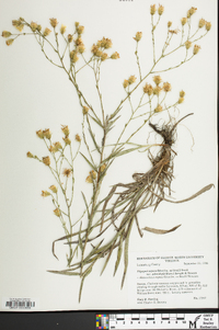 Pityopsis aspera var. adenolepis image