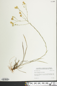 Pityopsis aspera var. adenolepis image