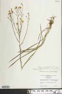 Pityopsis aspera var. adenolepis image