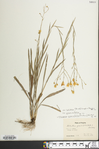 Pityopsis graminifolia var. latifolia image