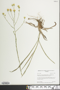 Pityopsis graminifolia var. latifolia image