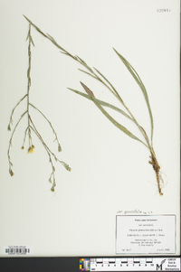 Pityopsis graminifolia image