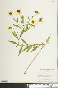 Rudbeckia triloba image