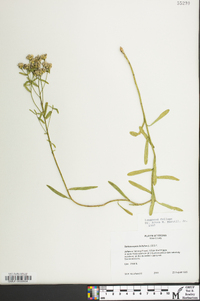 Sericocarpus linifolius image