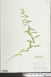 Sericocarpus linifolius image