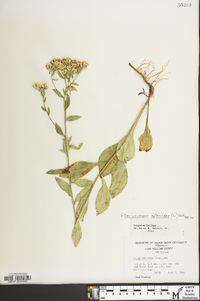 Sericocarpus asteroides image