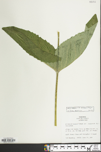 Silphium perfoliatum image