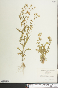 Senecio vulgaris image