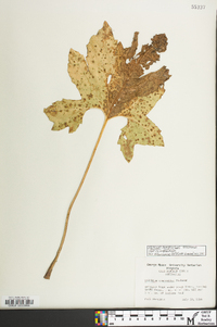 Silphium compositum image