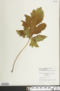 Silphium compositum image