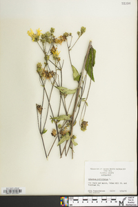 Silphium asteriscus image