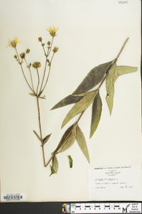 Silphium asteriscus image