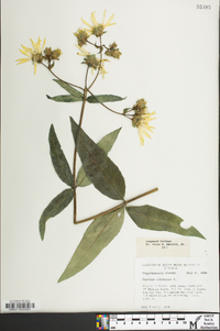 Silphium asteriscus image