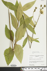 Silphium asteriscus image