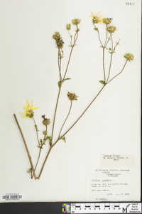 Silphium asteriscus image