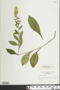 Solidago bicolor image