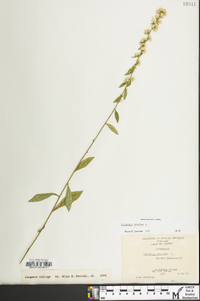 Solidago bicolor image