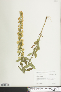 Solidago bicolor image