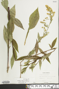 Solidago arguta var. boottii image