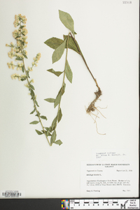 Solidago bicolor image
