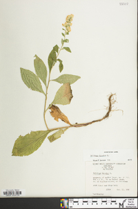 Solidago bicolor image