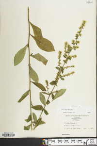 Solidago bicolor image