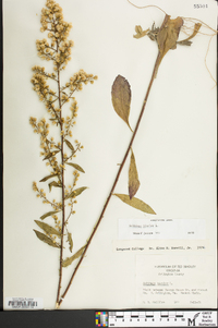 Solidago bicolor image