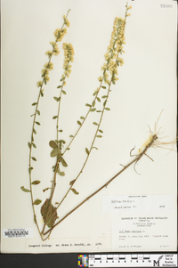 Solidago bicolor image