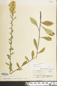 Solidago bicolor image