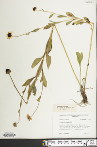 Rudbeckia fulgida image