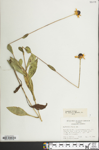 Rudbeckia fulgida image