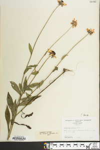 Rudbeckia fulgida image