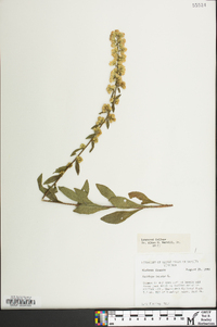 Solidago bicolor image