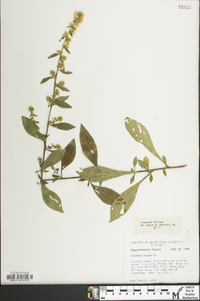 Solidago bicolor image