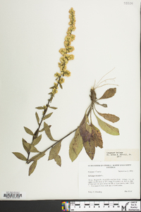 Solidago bicolor image