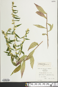 Solidago curtisii image